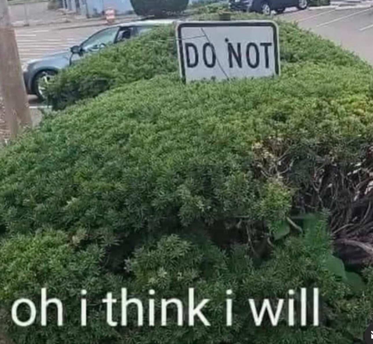 Do Not Oh Think Will